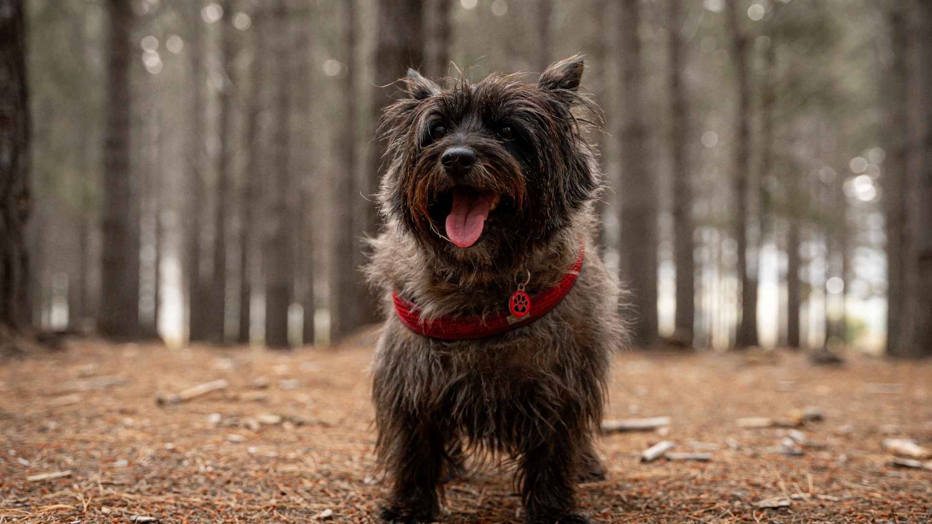 cairn terrier
